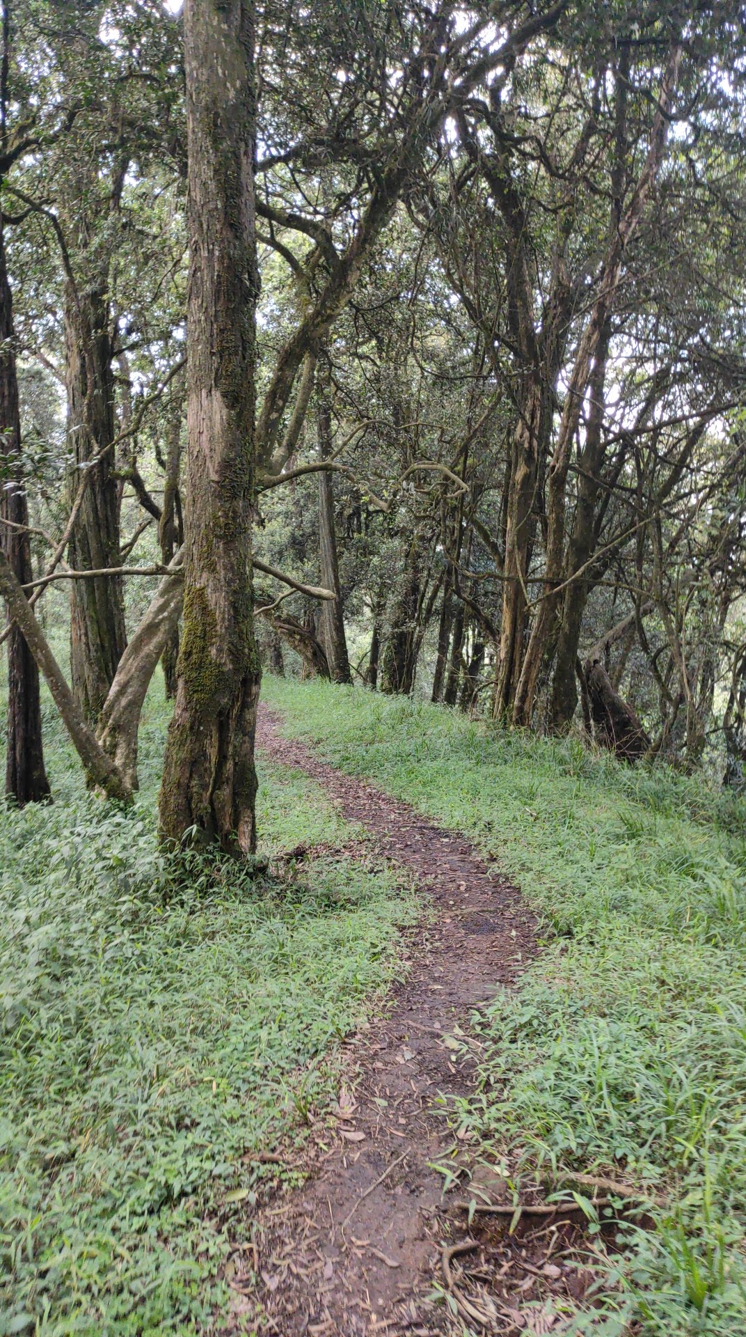 Eburu Forest